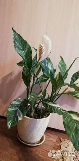 Спатифиллум домино