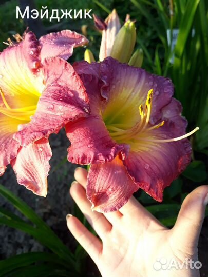 Саженцы садовых цветов