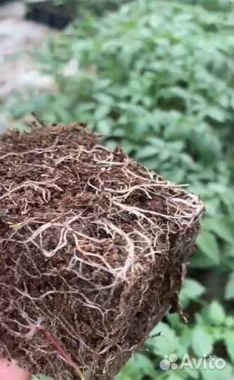 Рассада томатов