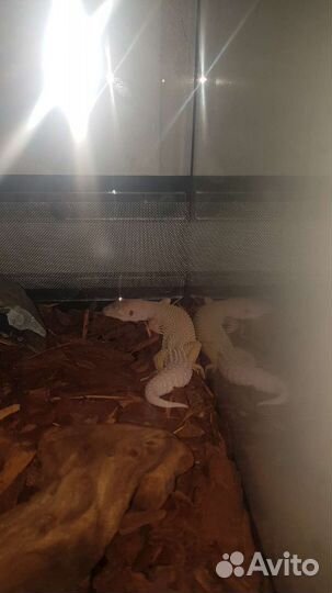 Геккон эублефар