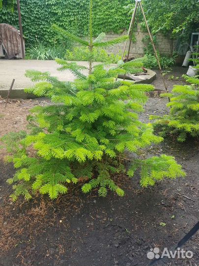 Кавказская пихта