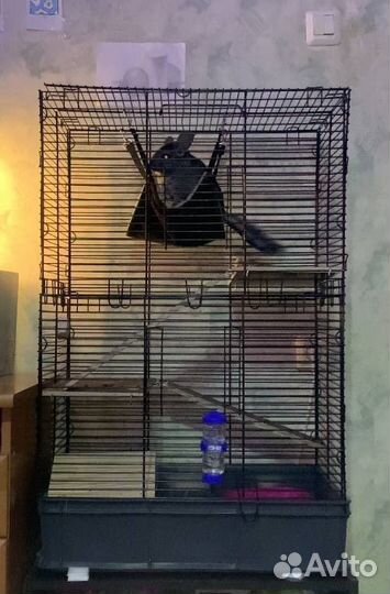 Шиншилла с клеткой