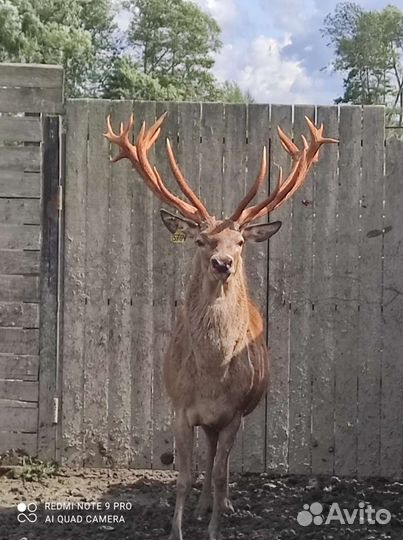 Олень европейский благородный