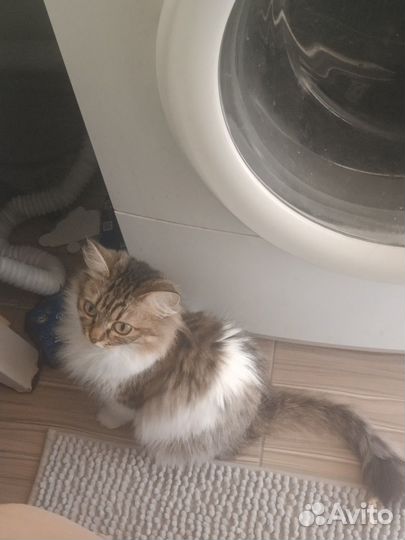 Кошки