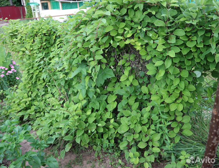 Лимонник китайский - саженец