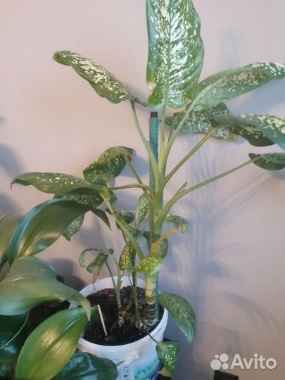 Диффенбахия