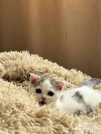 Кошка в дар