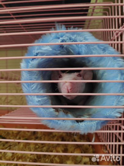 Лысые крысы Сфинкс