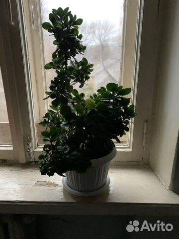 Каланхоэ белый махровый