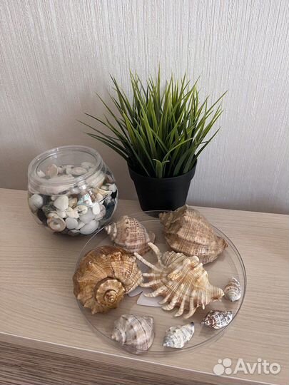 Морские ракушки раковины ваза