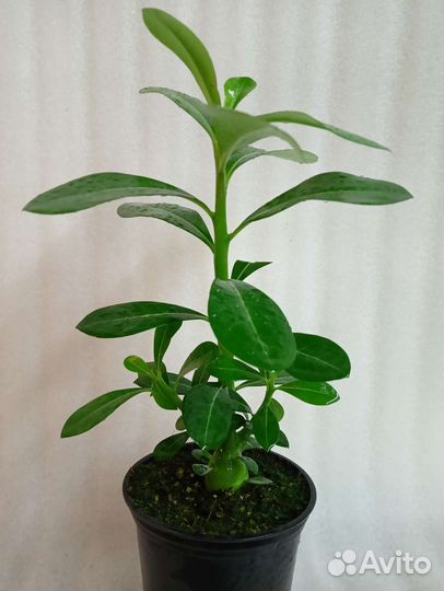 Адениум белый