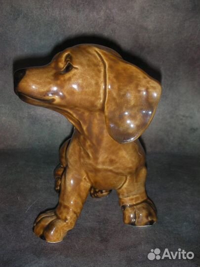 Щенок таксы