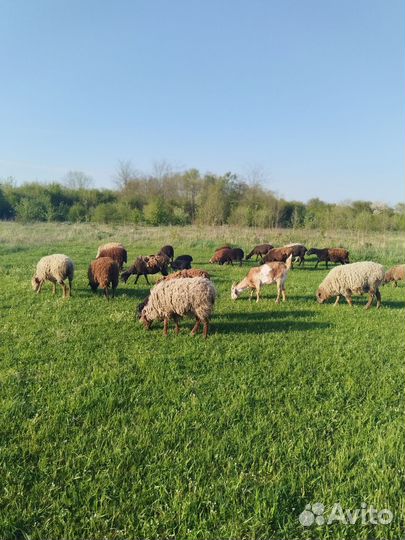 Курдючные бараны овцы