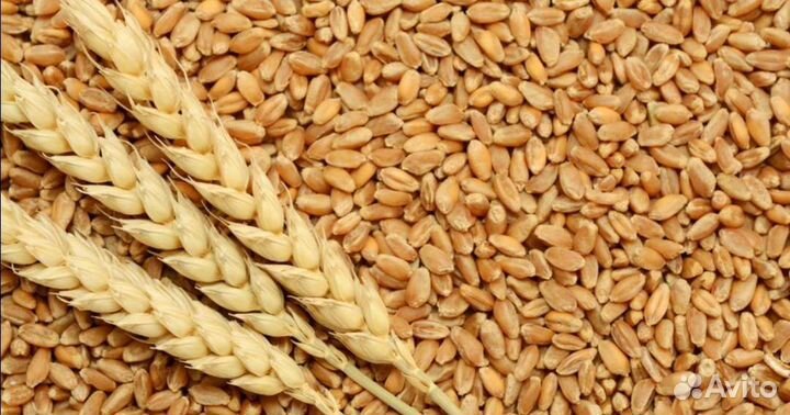 Пшеница