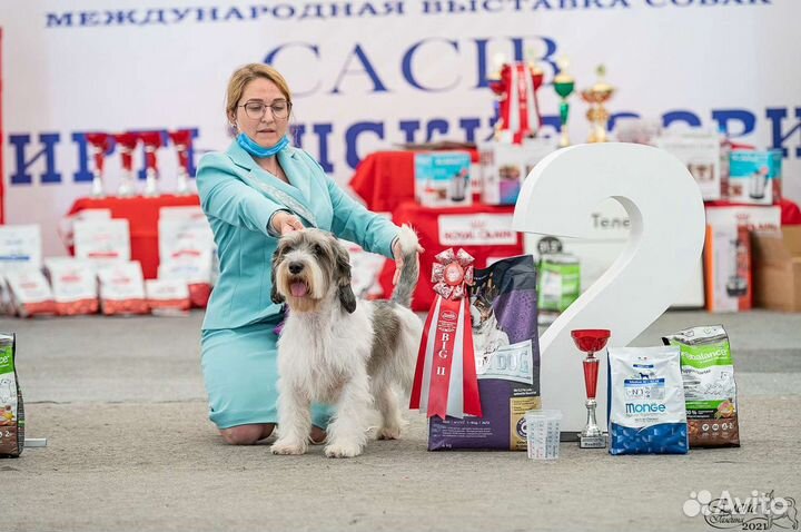 Хендлер (подготовка собак к выставке)