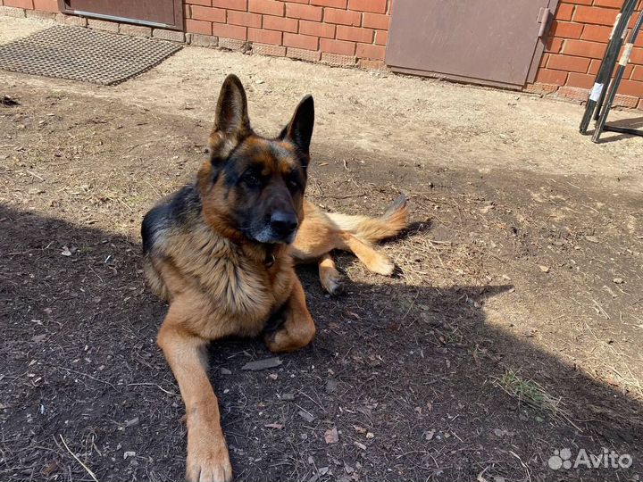 Немецкая овчарка