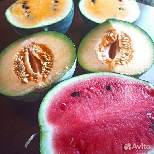 Бронь на рассаду арбузов и дынь на спец. подвое