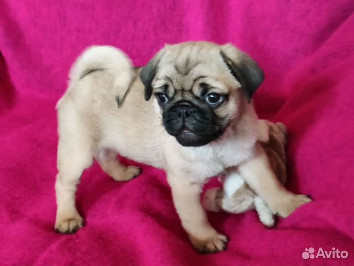 Щенки мопса