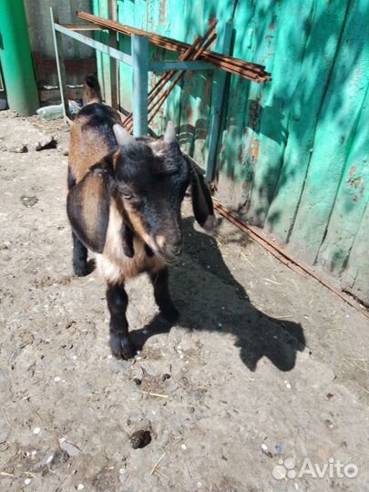 Козлики и козы