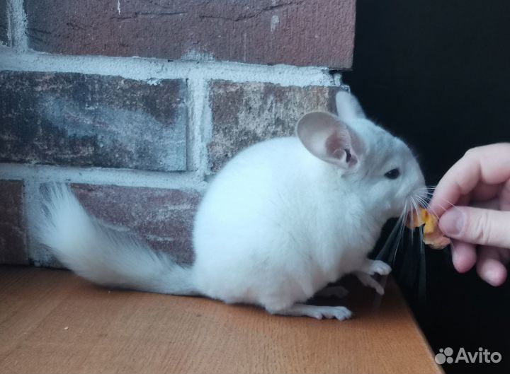 Продам шиншиленка (мальчик, бело-розовый эбони)