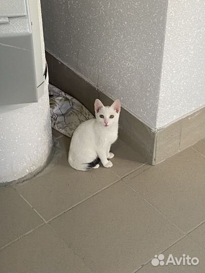 Кошка в дар бесплатно