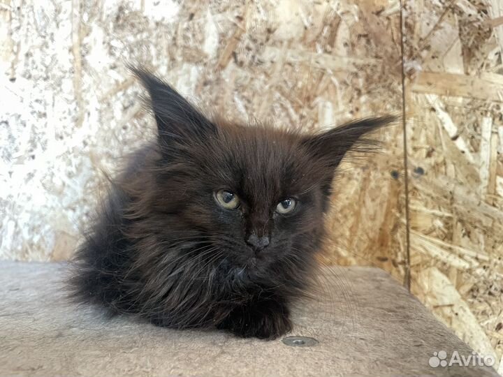 Котята мейн-кун с документами