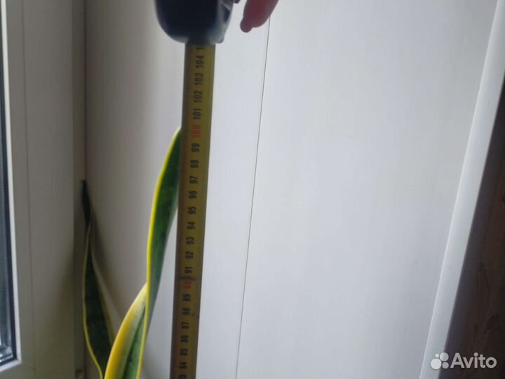 Сансевиерия сортовая (щучий хвост, тёщин язык)