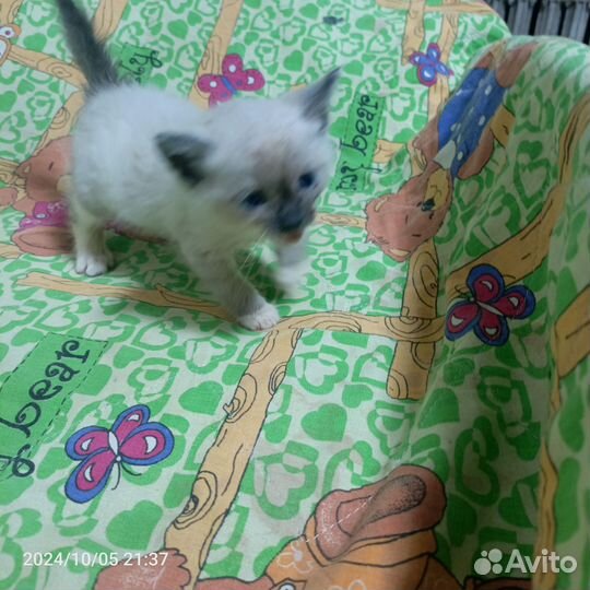 Котята отдам в добрые руки бесплатно