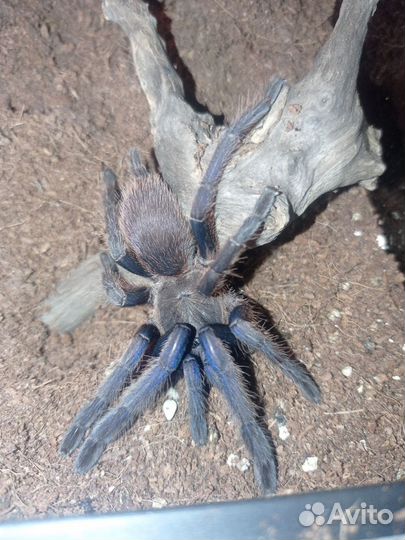 Chilobrachys sp. blue