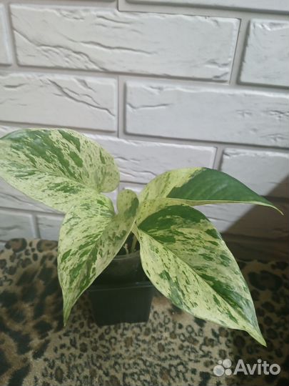 Сциндапсусы,Педилантус