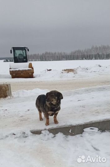 Помесь таксы