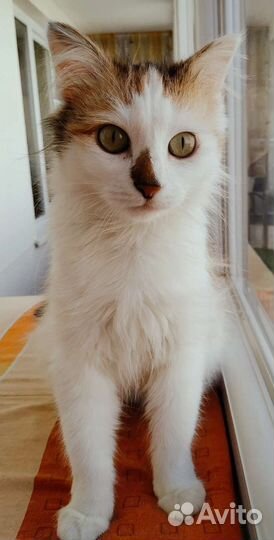 Кошечка Люси(стерилизованная)