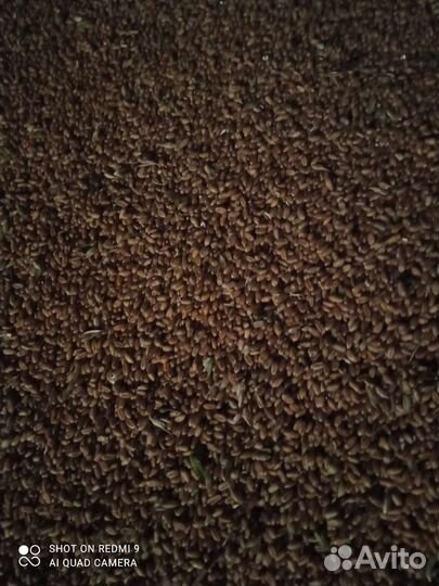 Зерно пшеница ячмень