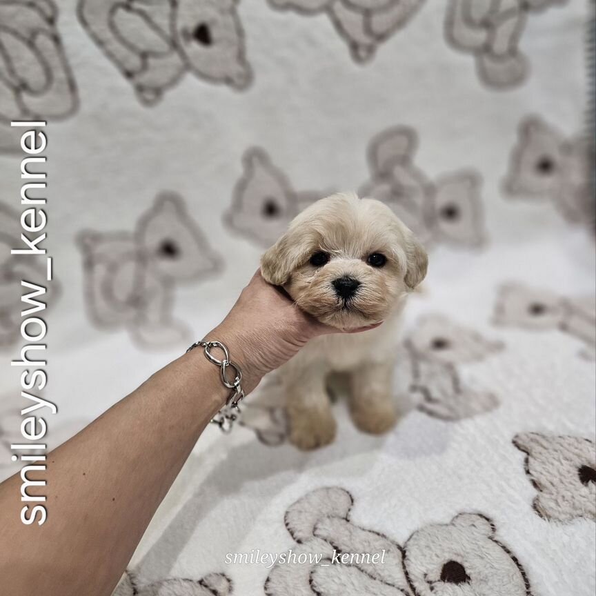 Maltipoo F1 мини мальчик