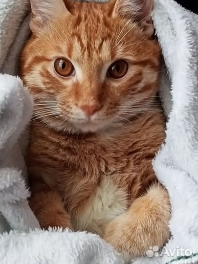 Коты для вязки