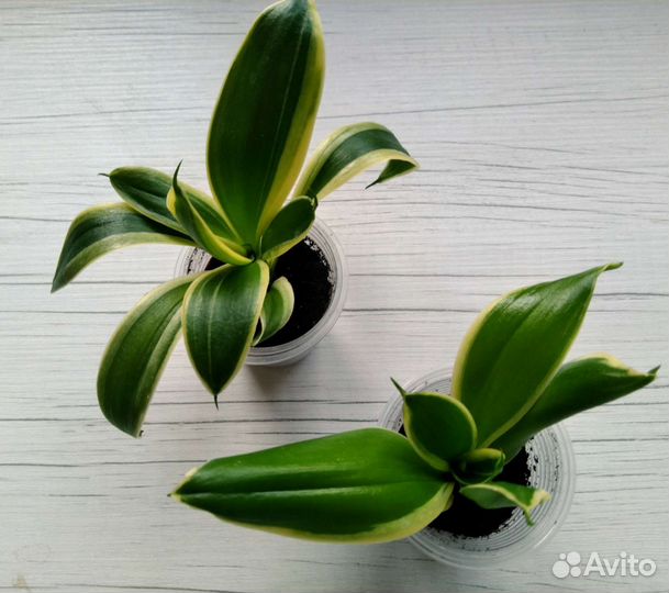 Сансевиерии разные в ассортименте