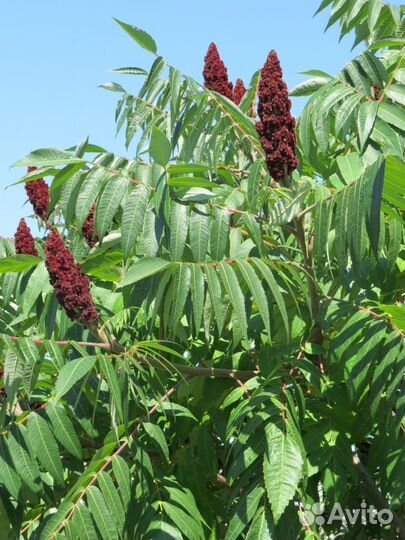 Продаю саженцы дерева сумах уксусный (оленерогий)