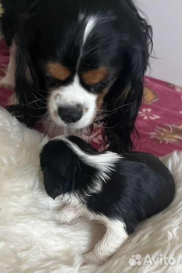 Кавалер кинг чарльз