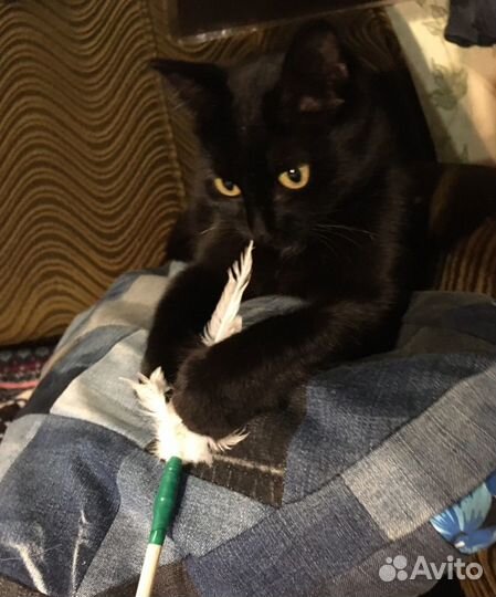 Кошка в дар бесплатно