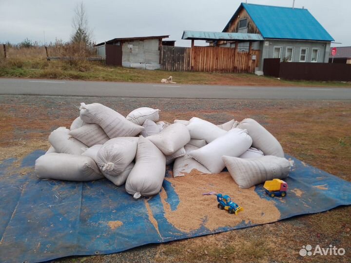 Зерно пшеница