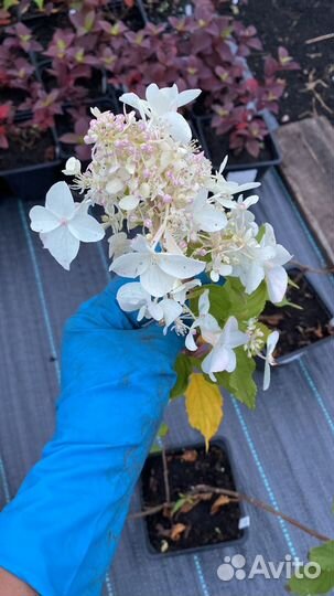 Гортензия метельчатая