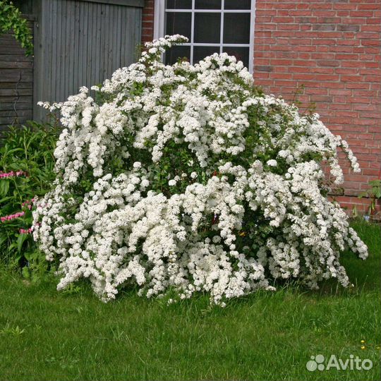 Спирея вангутта