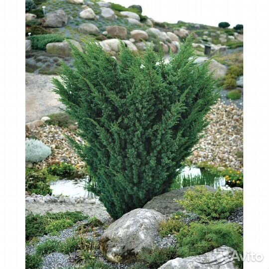 Можжевельник кустовой 