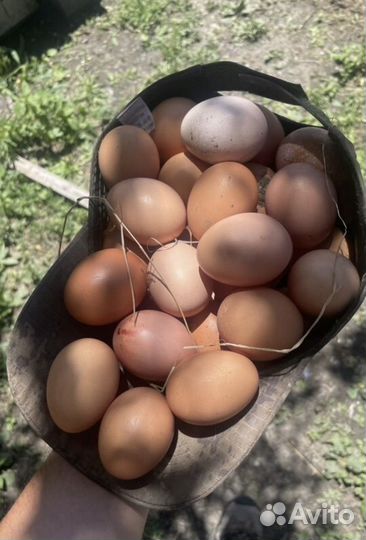 Куры несушки ломан браун