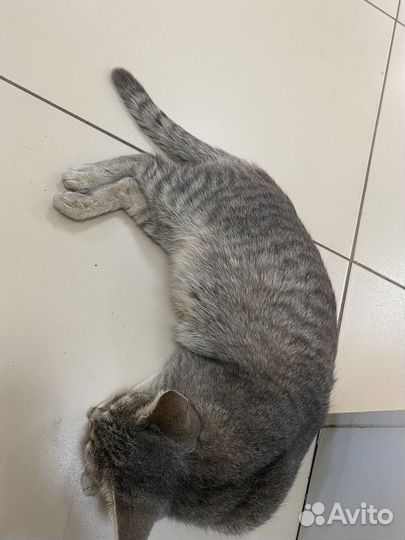 Кошечка беременная