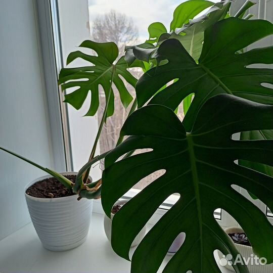 Комнатный цветок Монстера деликатесная