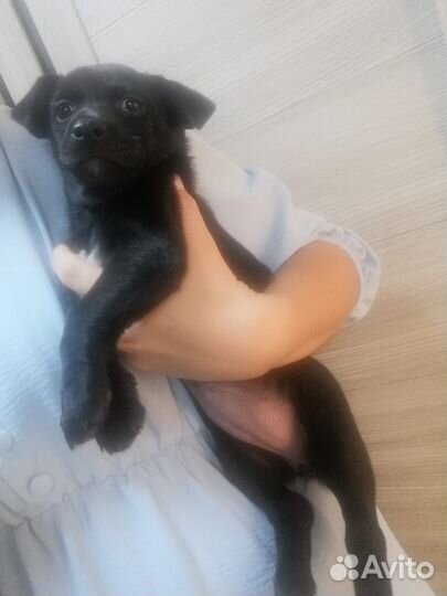 Щенок в добрые руки