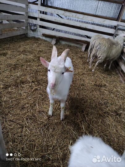 Козел Зааненский