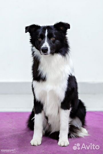 Вязка Бордер колли