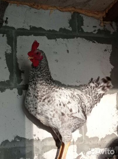 Петух